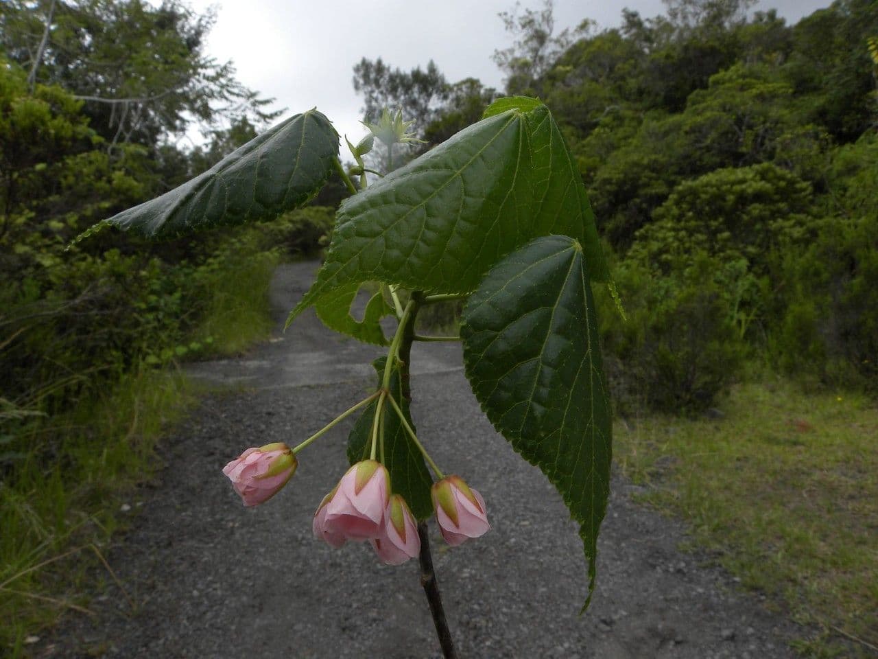 Dombeya 8