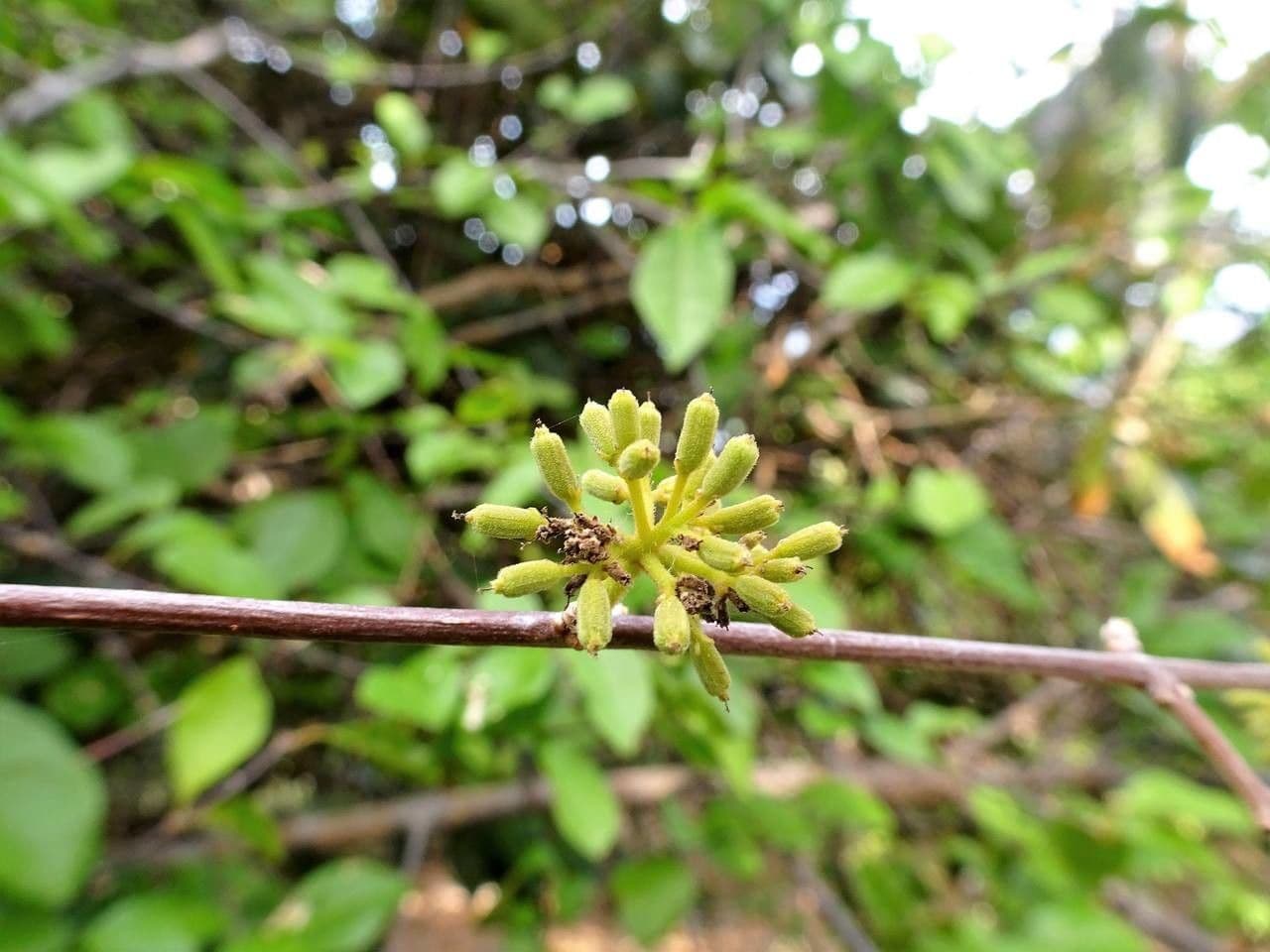 Pisonia 3