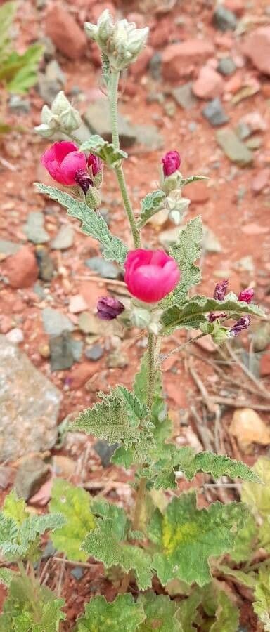 Sphaeralcea 6