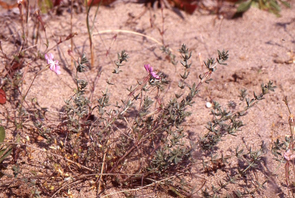 Silene 9