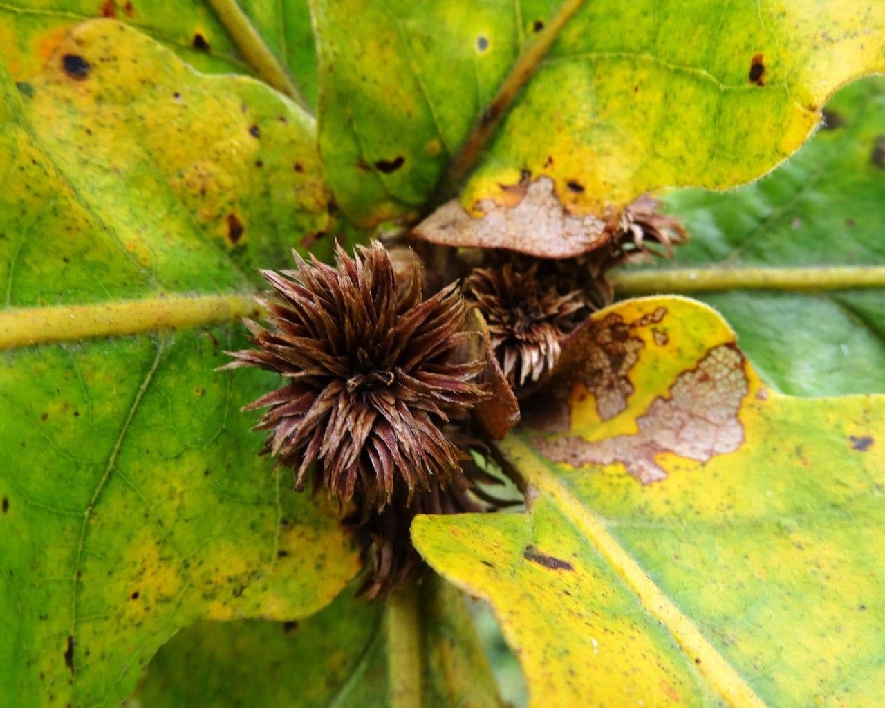 Quercia Daimyo