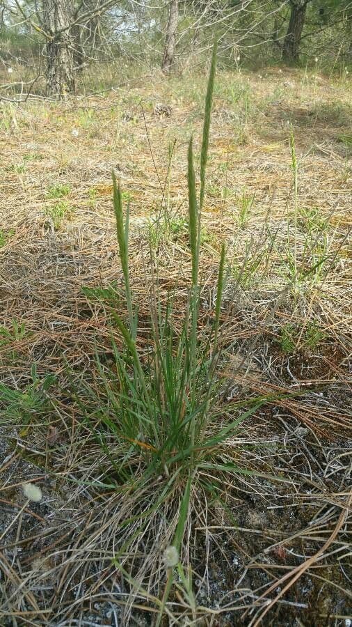 Koeleria glauca 13