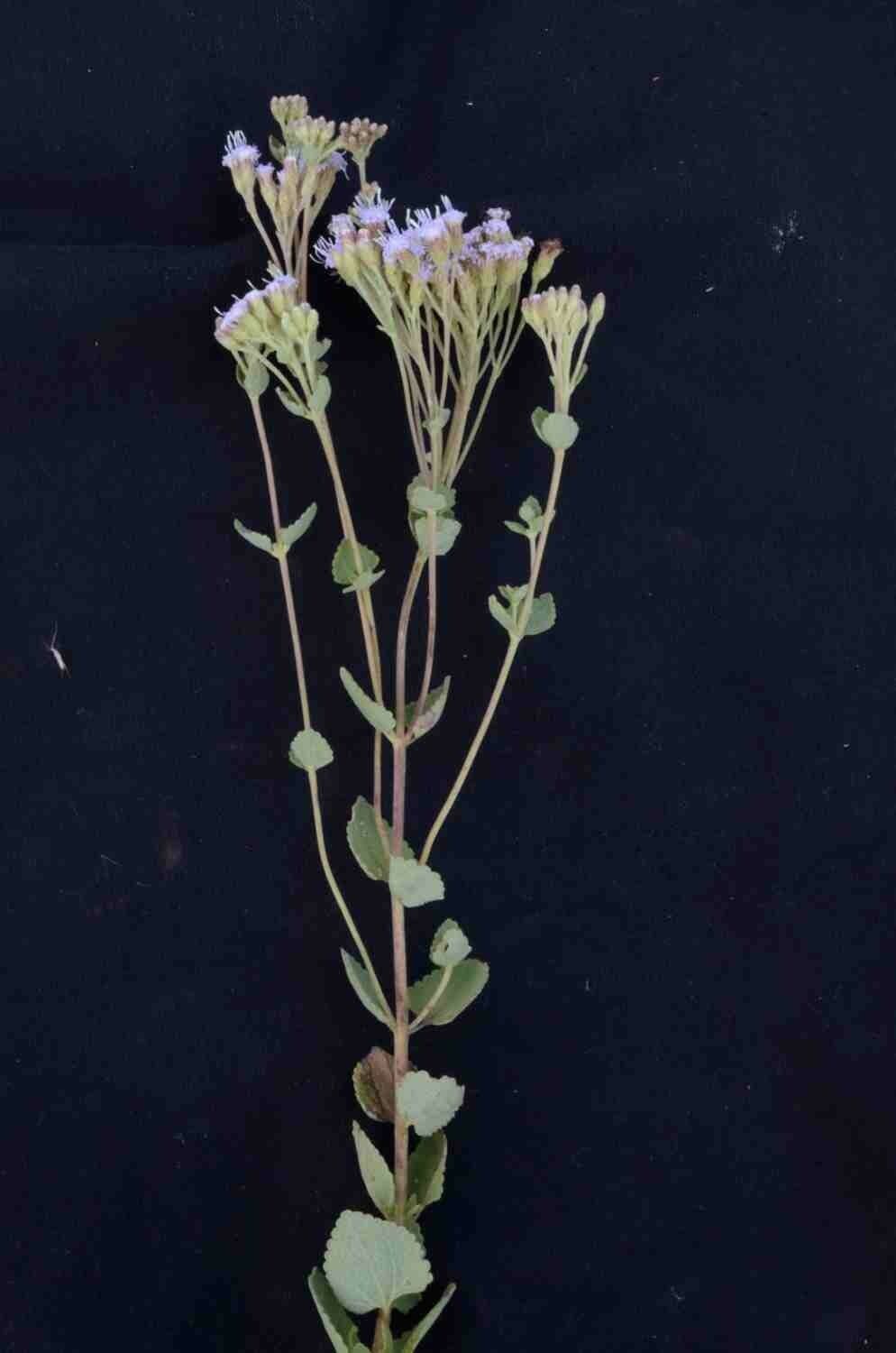 Chromolaena 10
