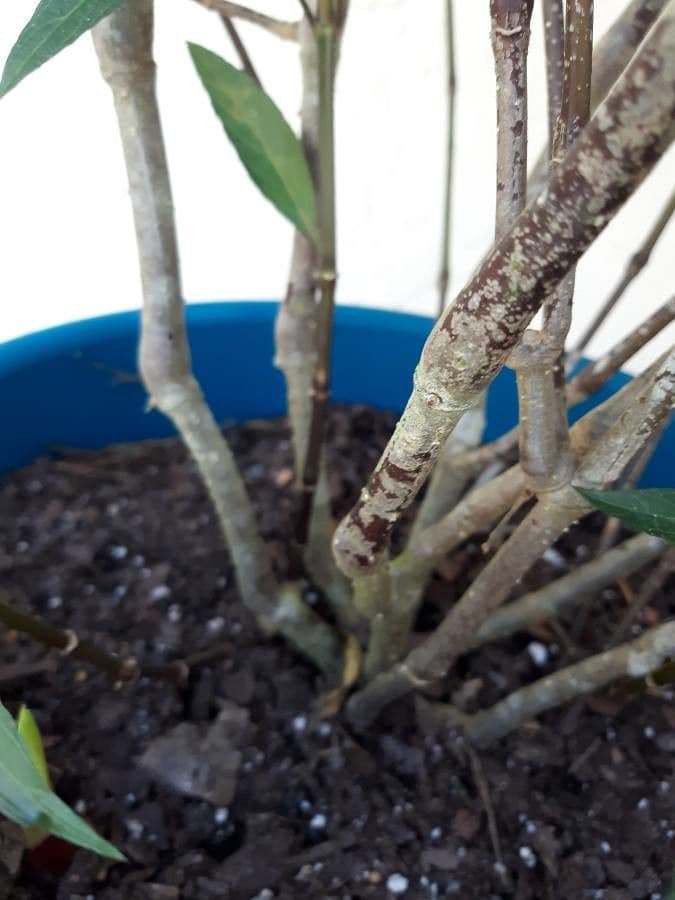 Ruellia simplex 23