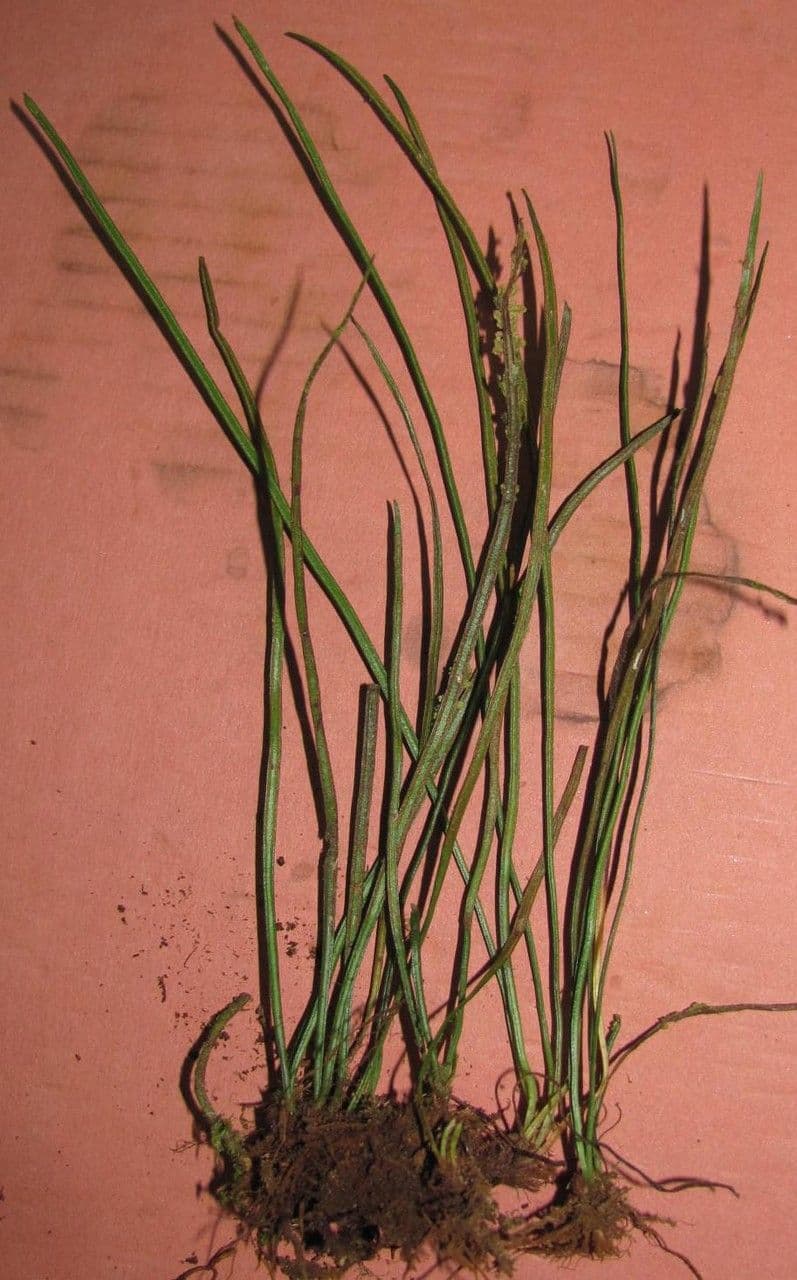 Gras-Schuhfarn 8