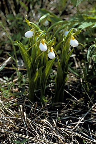 Cipripedio bianco 6