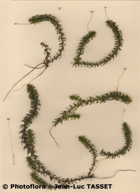 Elodea del Capo 19