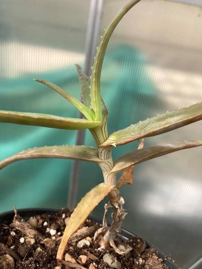 Aloe 5