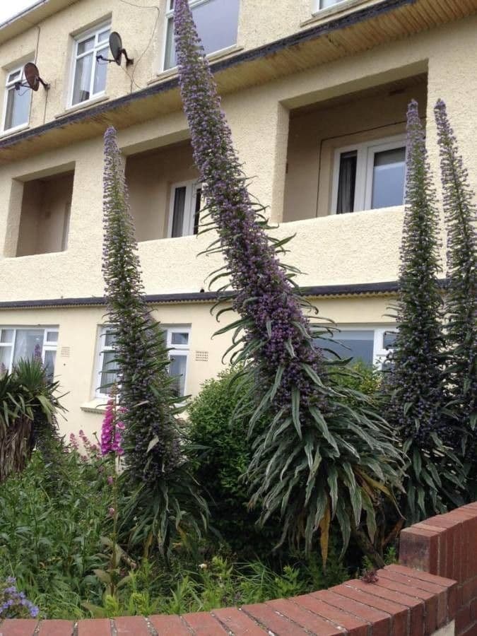 Echium di Wildpret 12