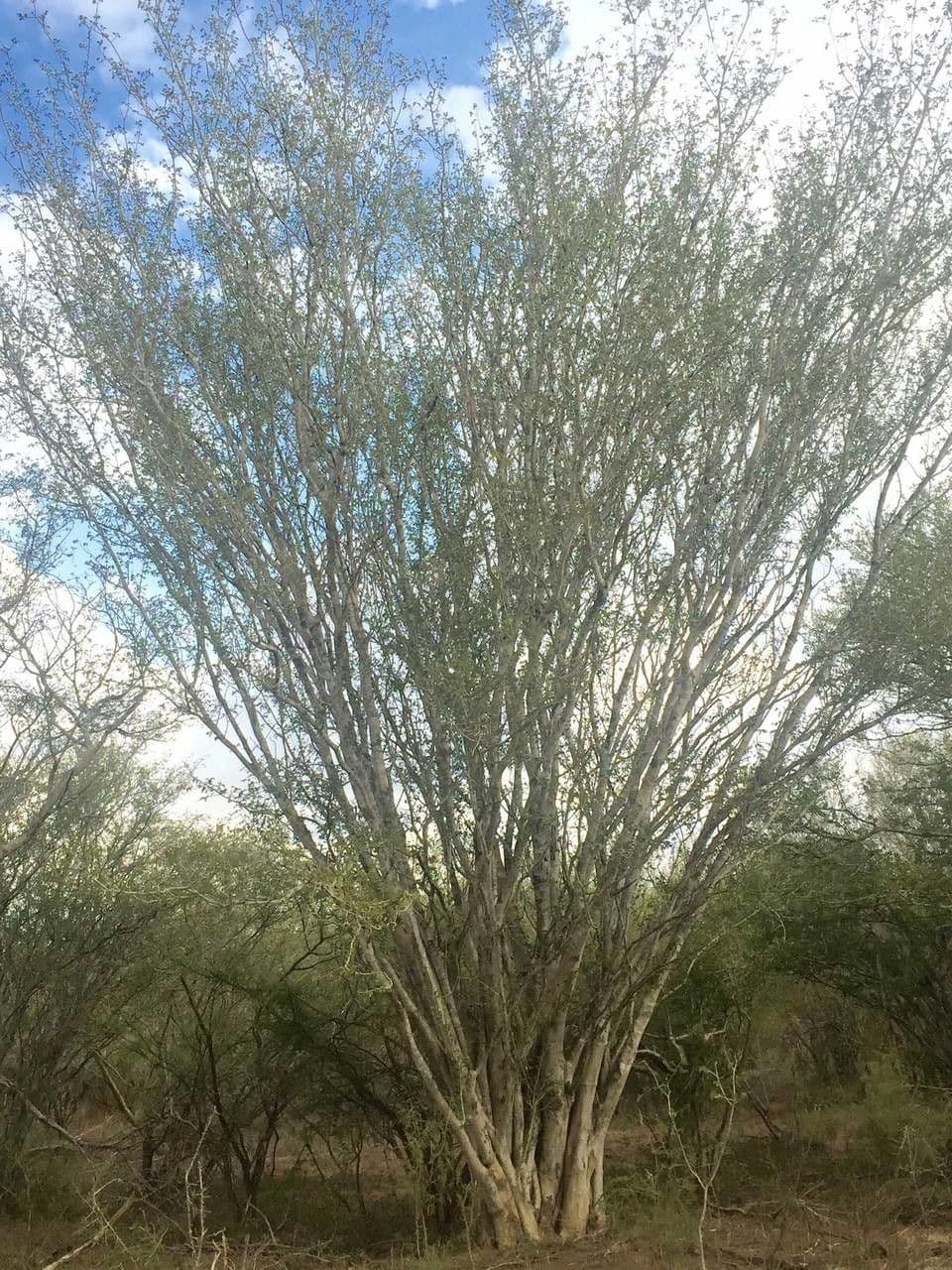 Peters' Seidenbaum 2