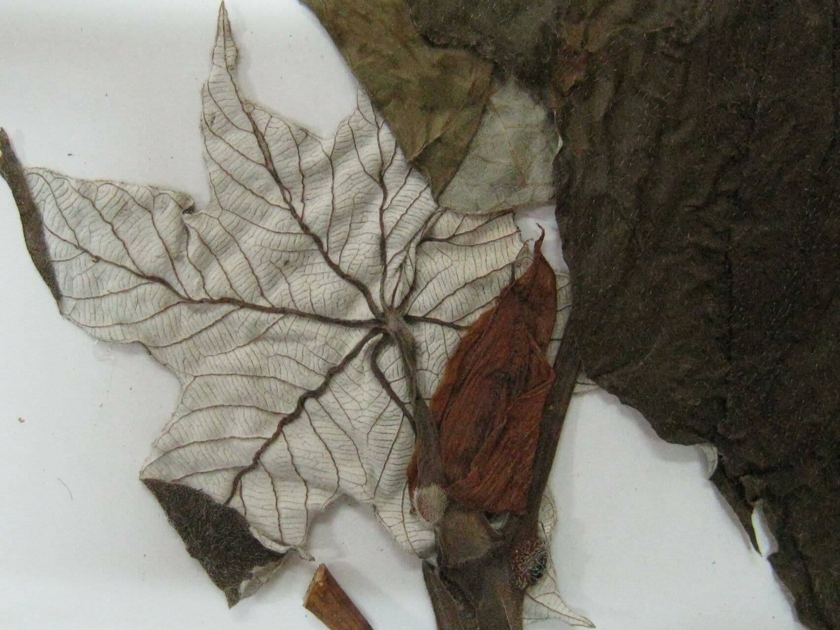 Cecropia 4