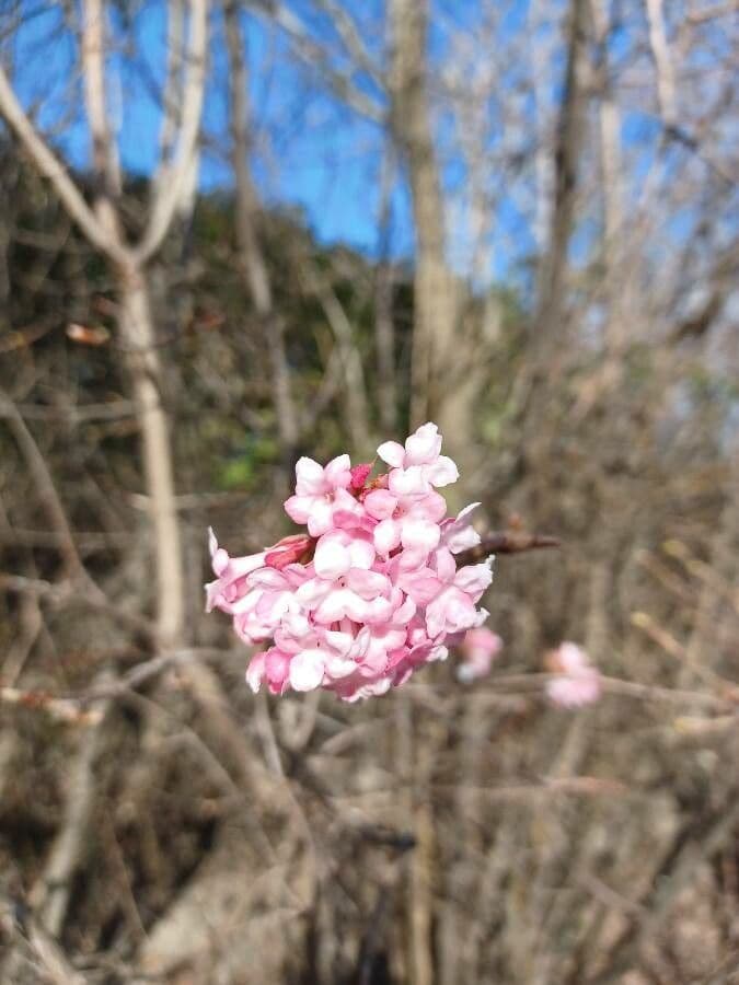 Großblütige Viburnum 4