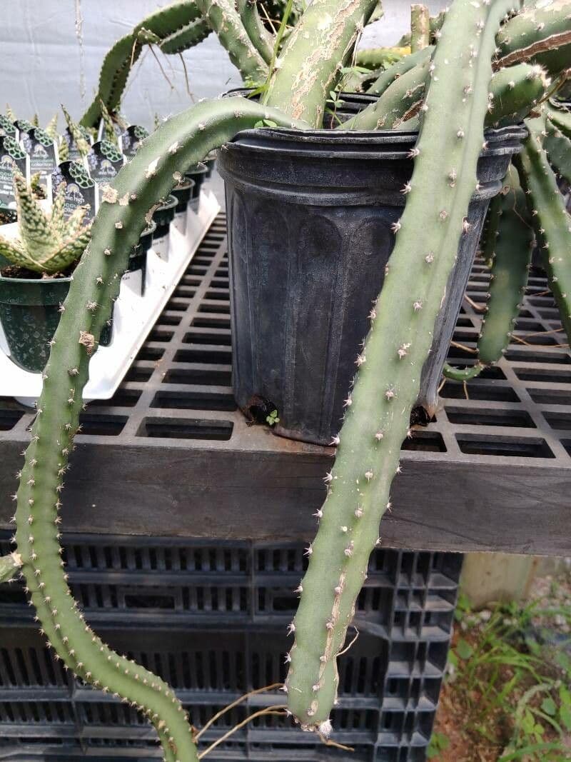 Cereus notturno del deserto 9
