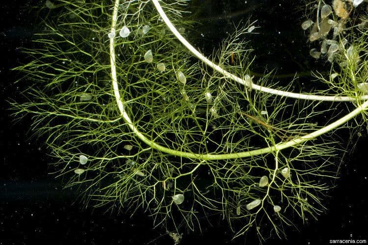 Utricularia 4