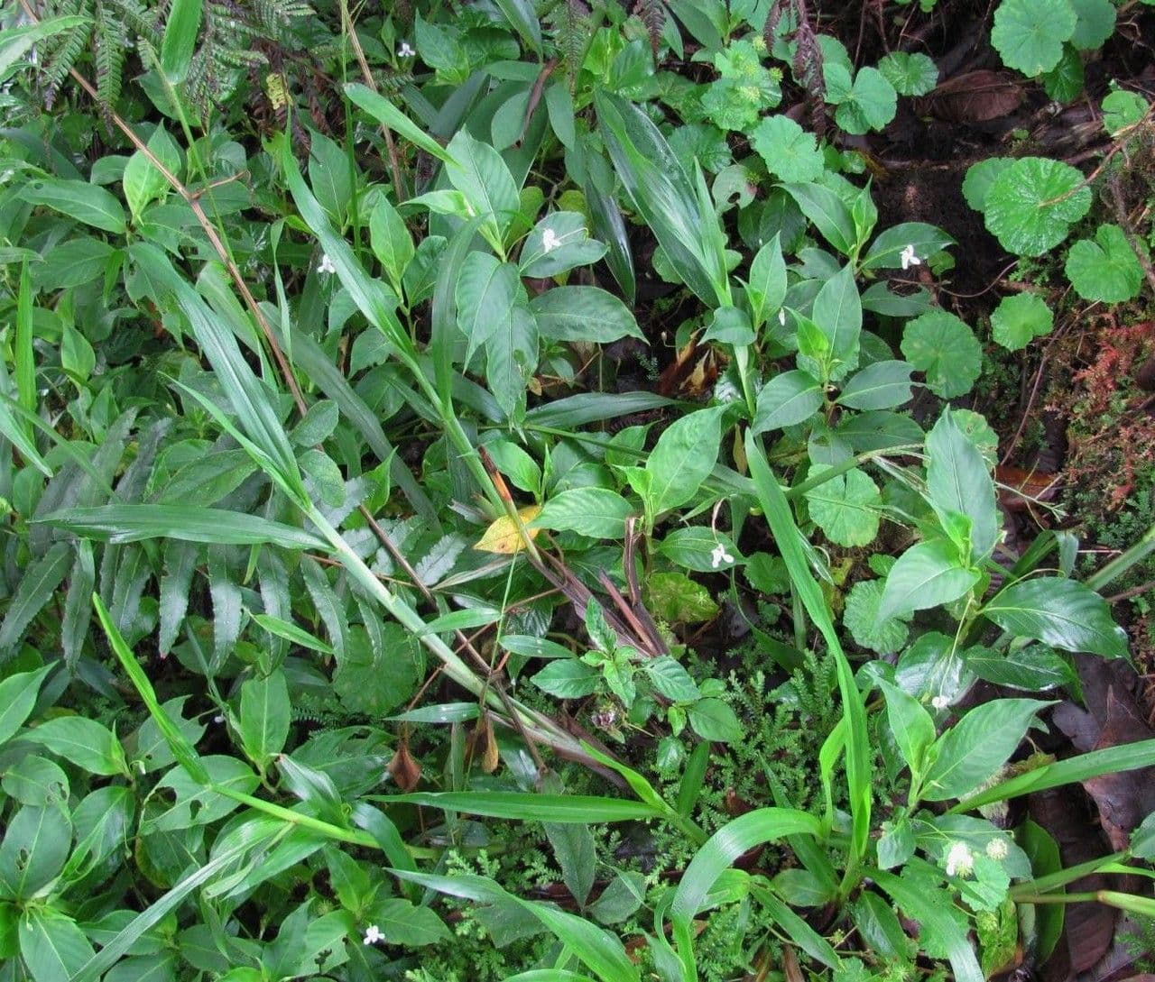 Viola stipularis 6