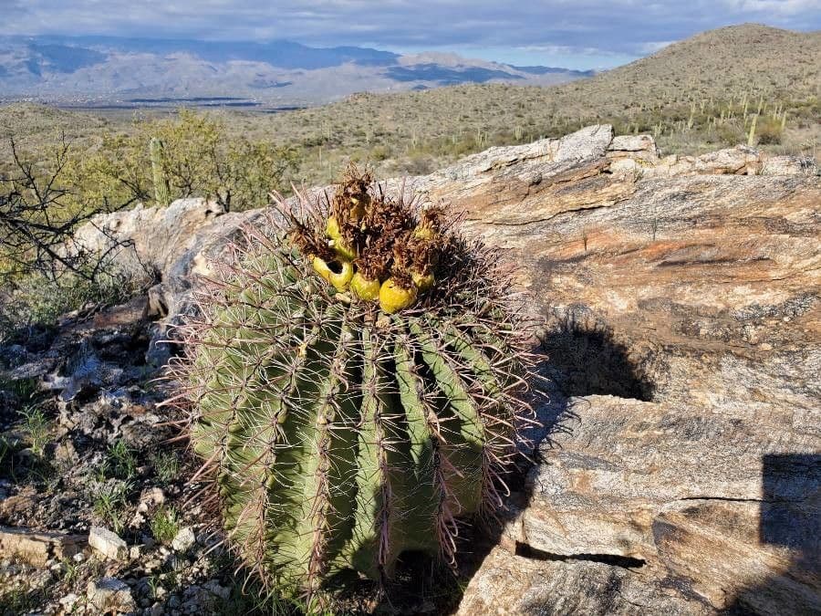 Cactus barile di Leconte 25