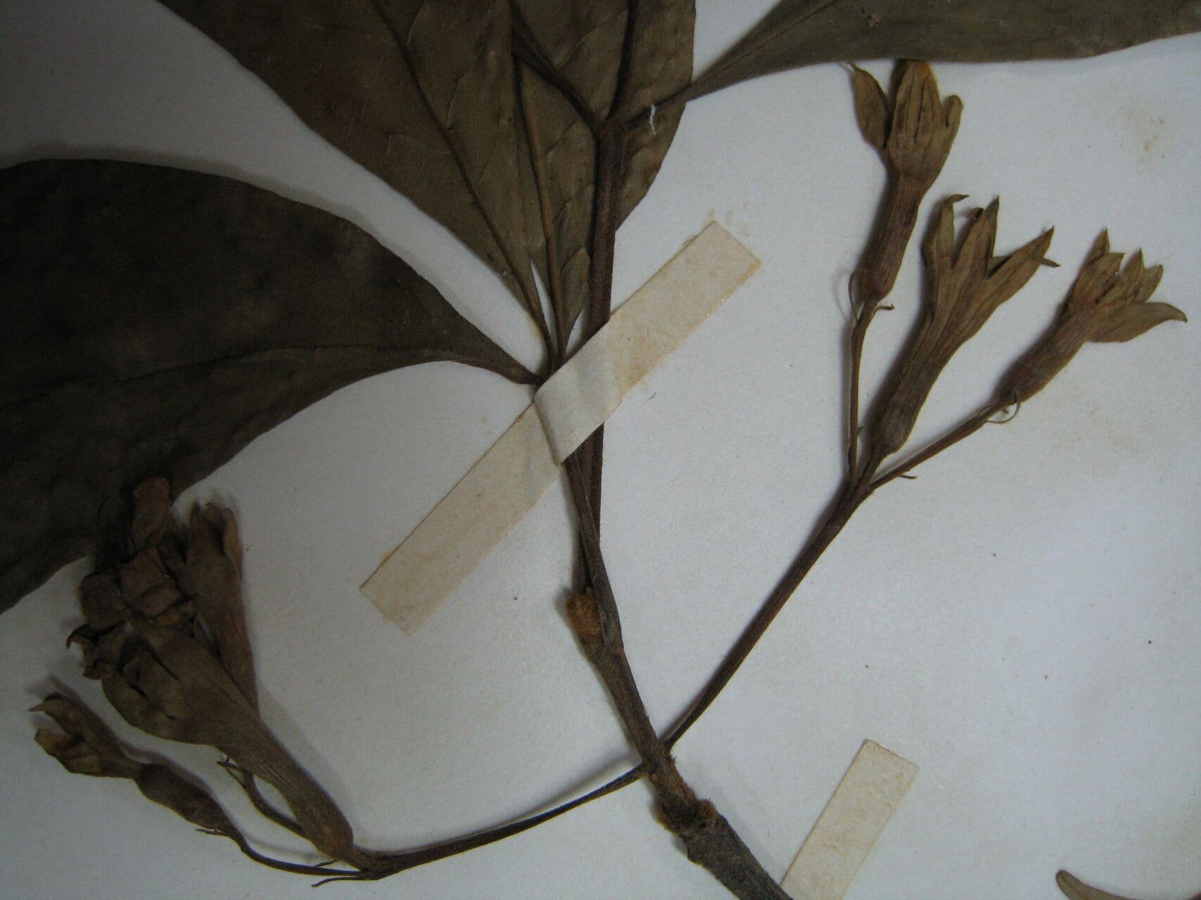 Vitex 10