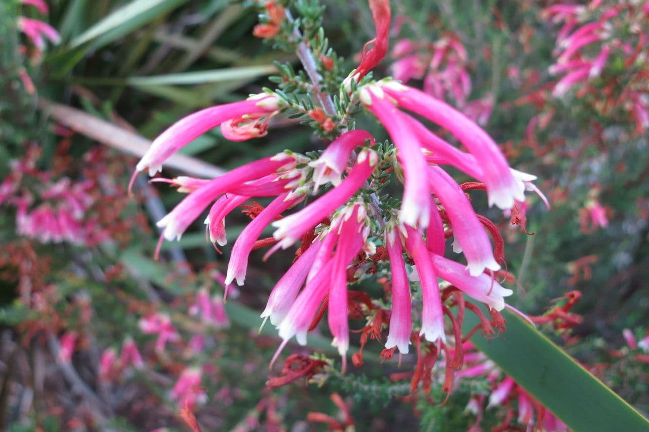 Erica discolor 2