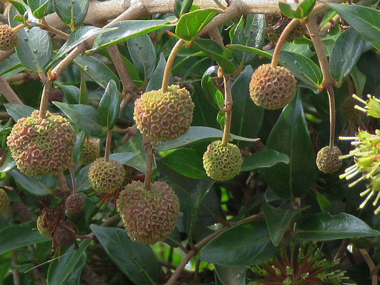 Cephalanthus 2