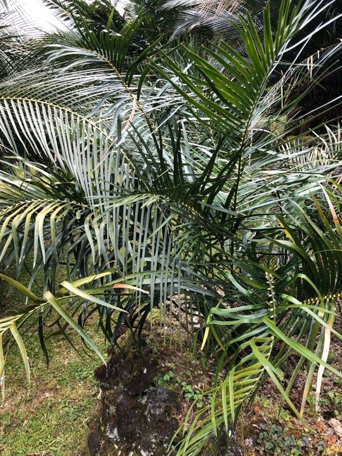 Macrozamia 5