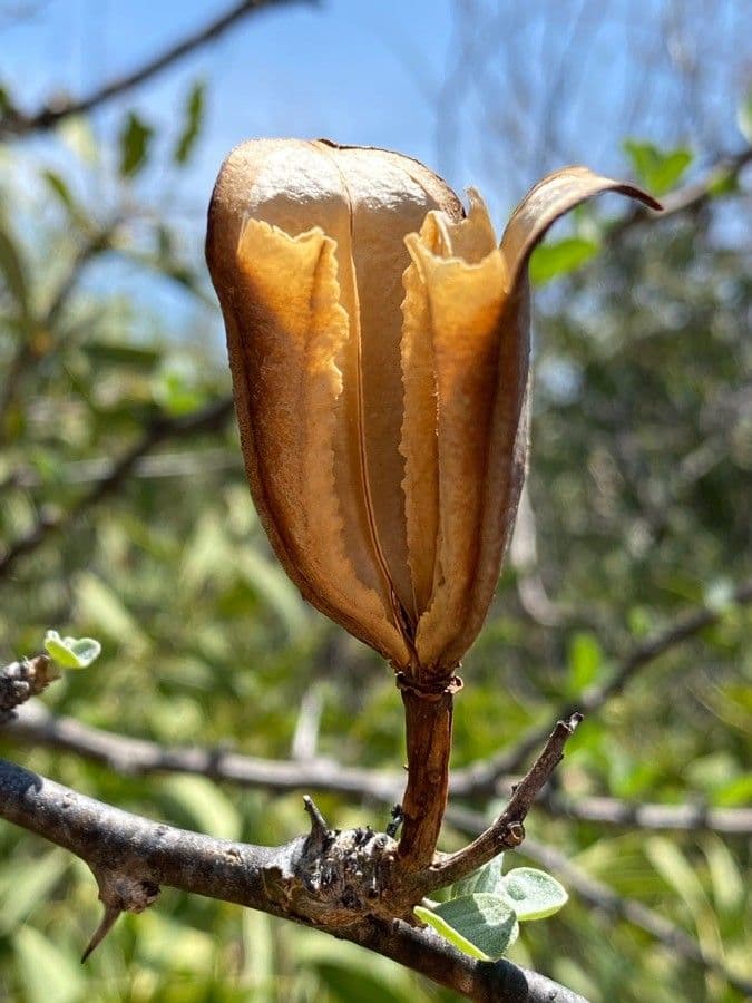 Sesamothamnus 3