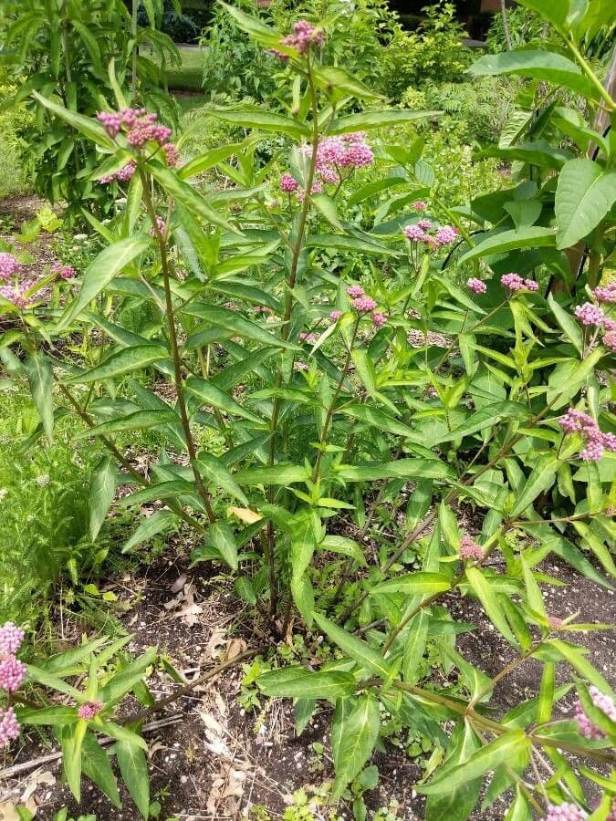 Asclepiade incarnata 13