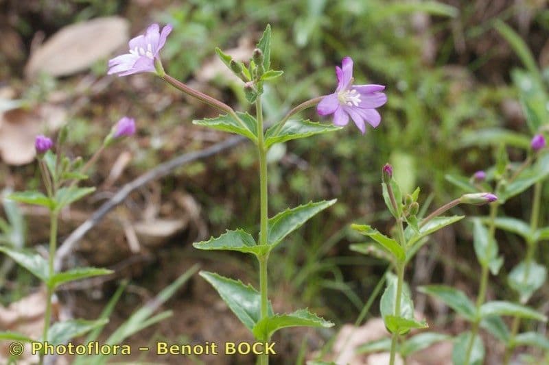 Epilobium 20