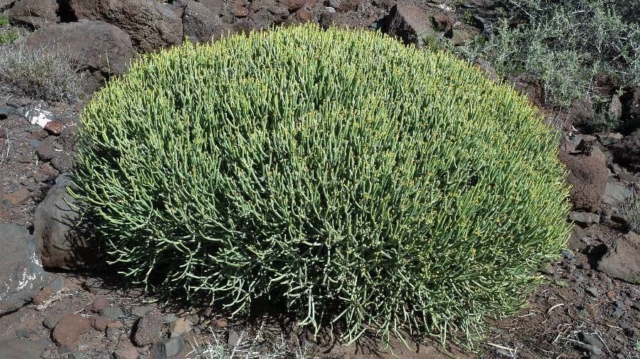 Euphorbe aphylla 6