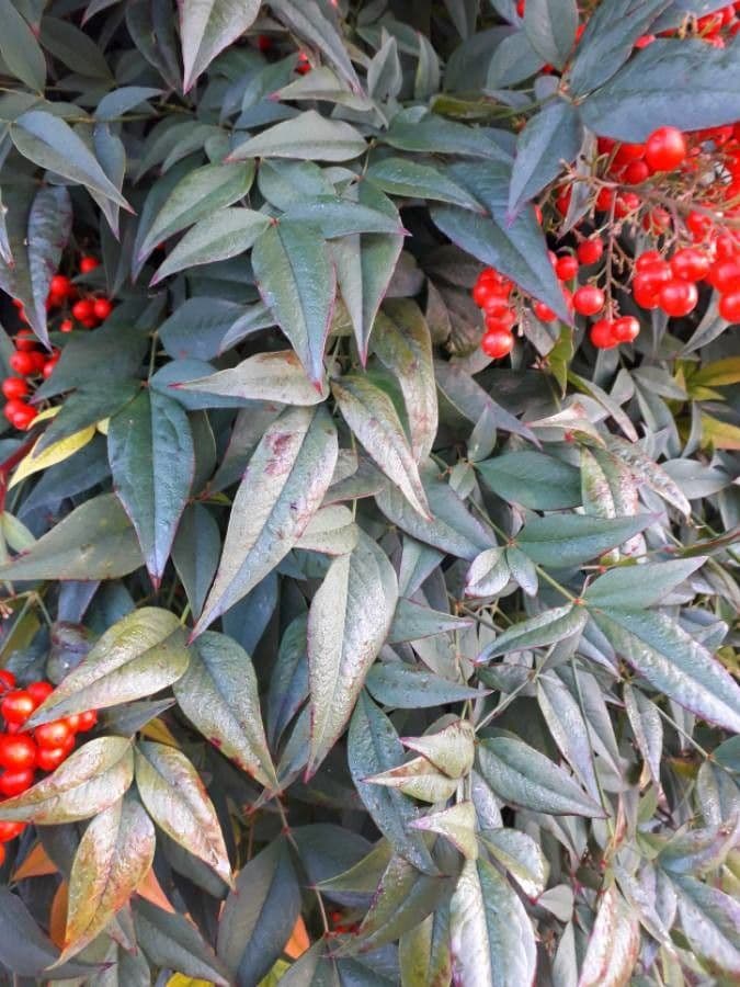 Nandina 20