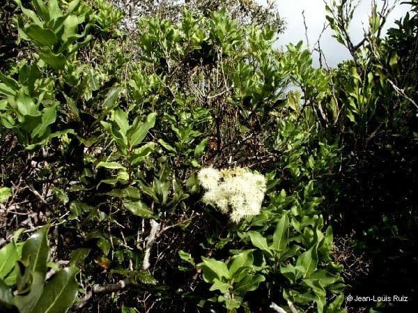 Syzygium 10