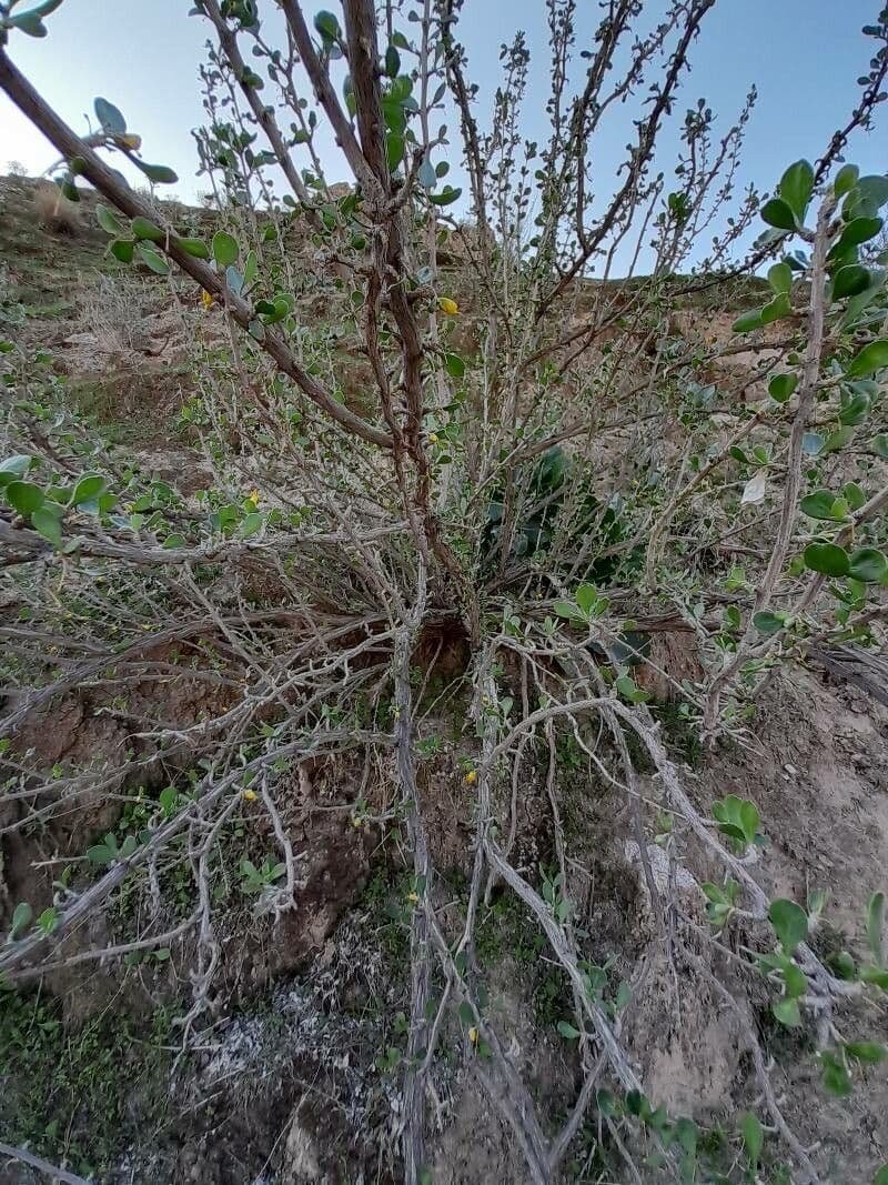 Zygophyllum 8