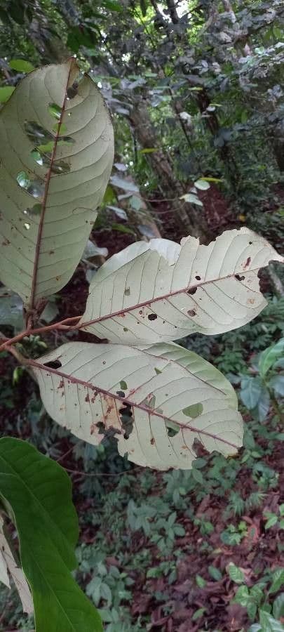 Otoba novogranatensis 14
