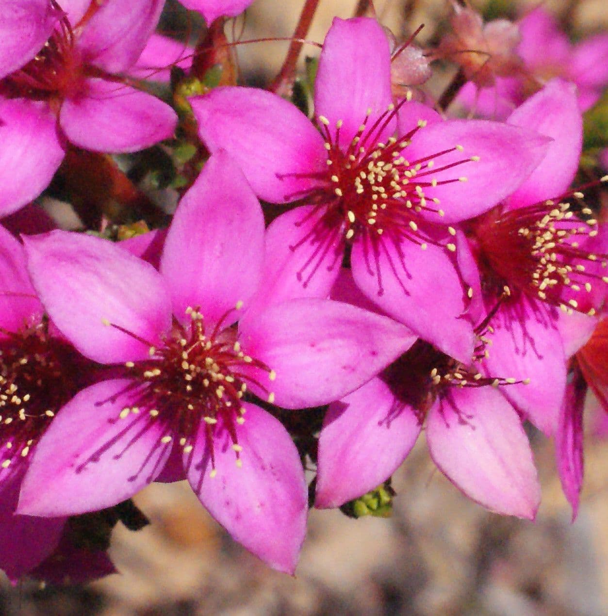 Calytrix 3