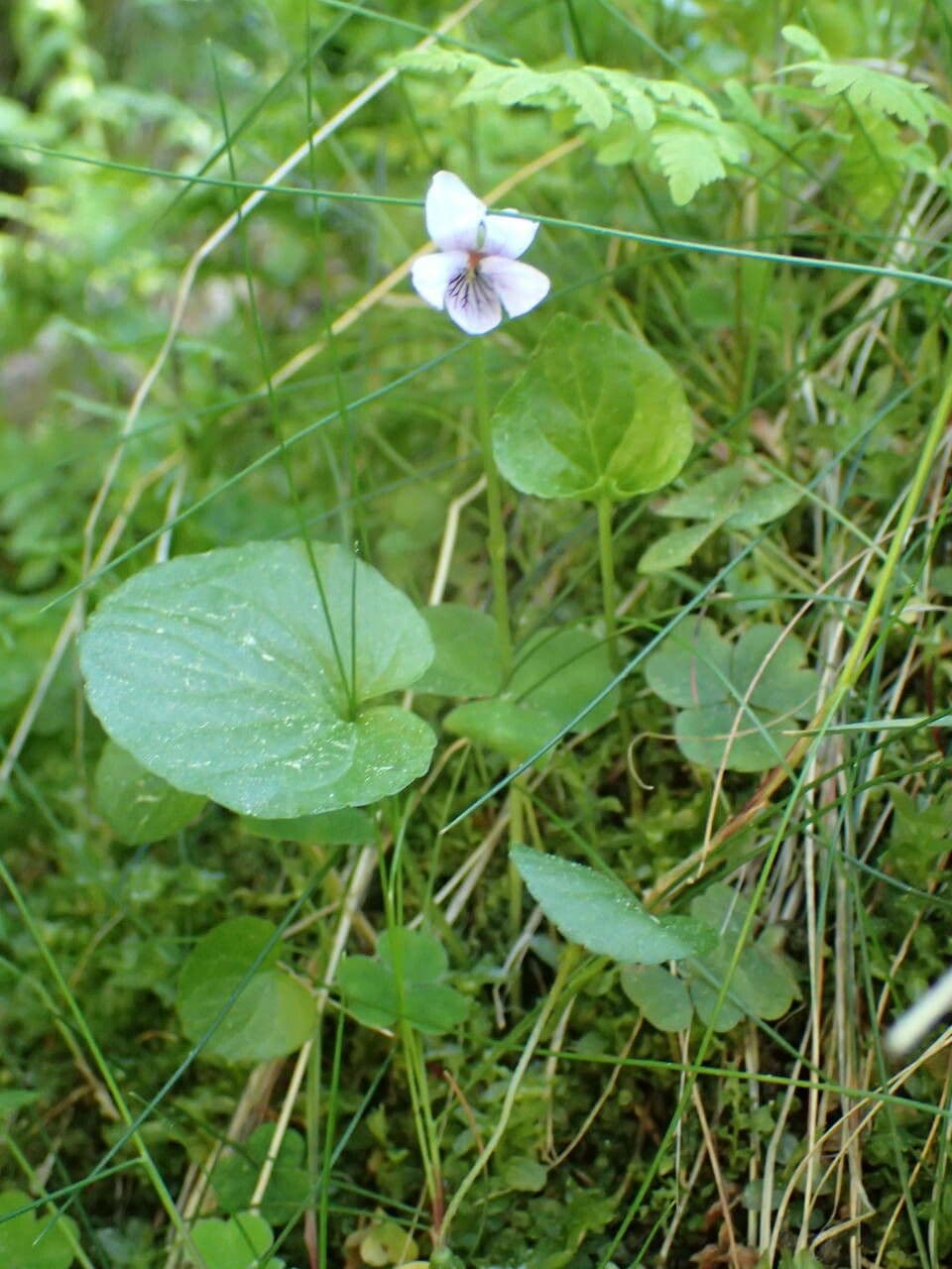 Viola palustre 12