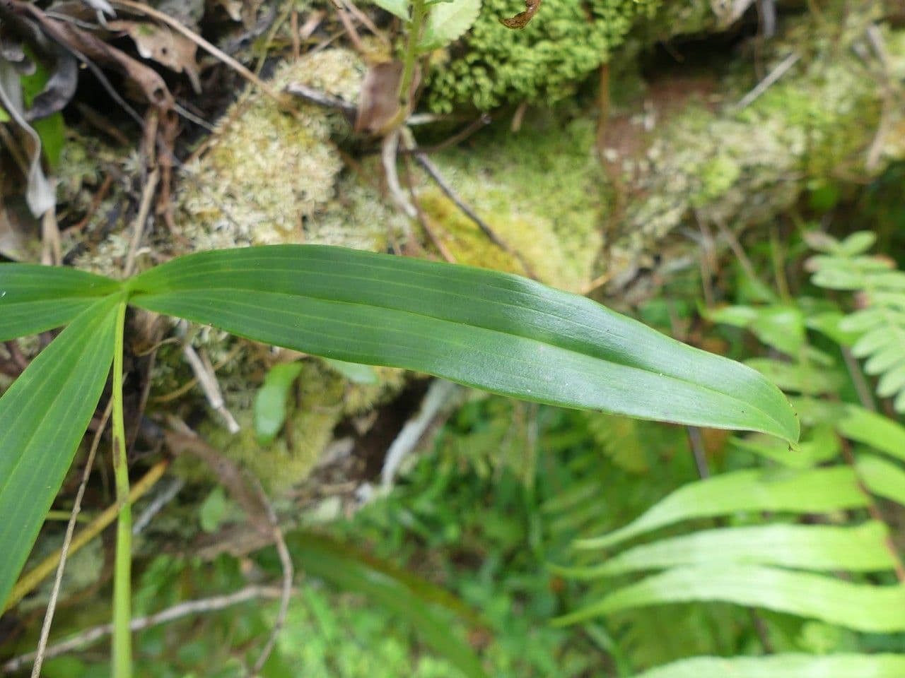 Große Gelbähren-Orchidee 15