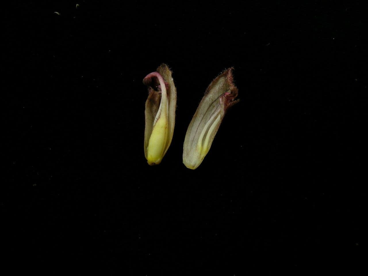 Orobanche alba 2