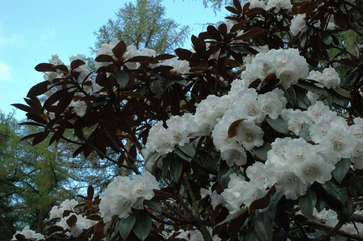 Rododendron Bureava 8
