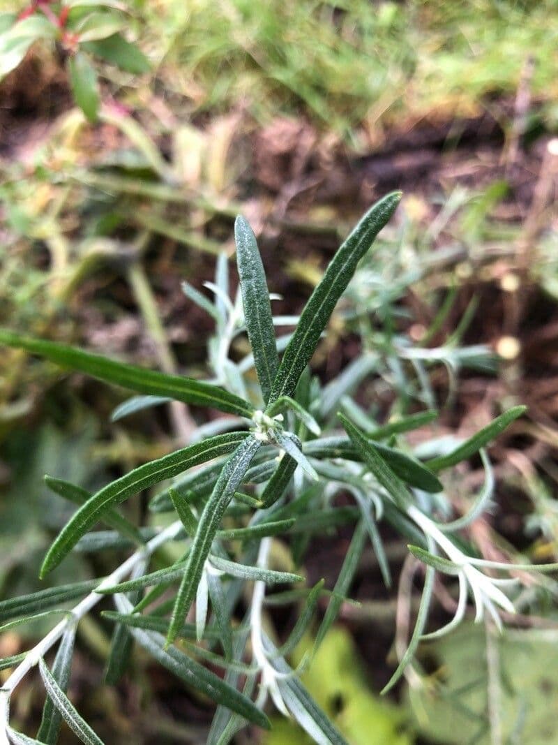 Gomphostigma virgatum 12