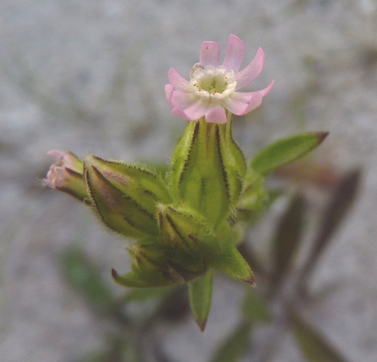 Silene apetala 6