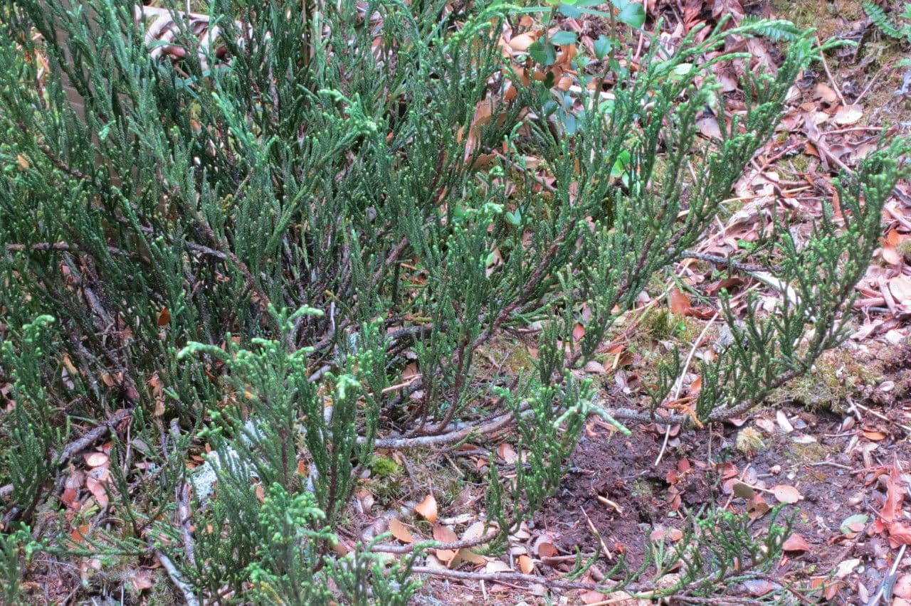 Lepidothamnus 4