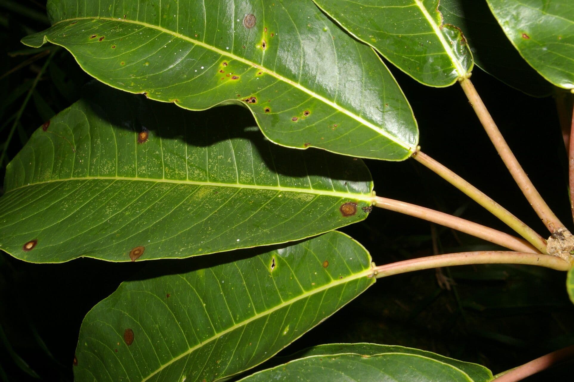 Sapium 6