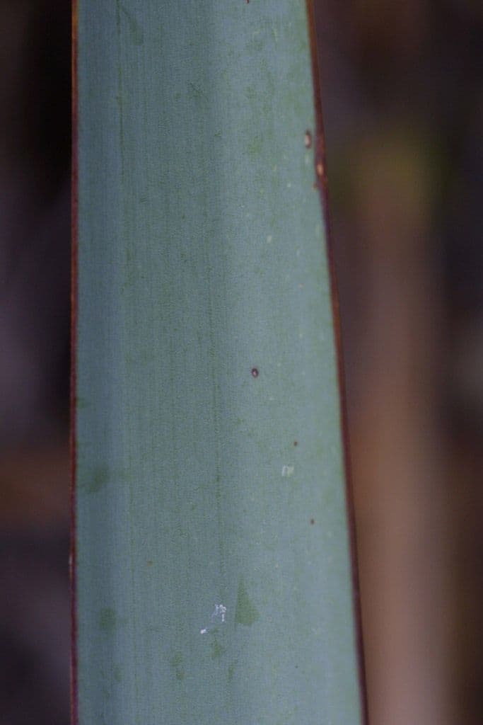 Yucca madrensis 12