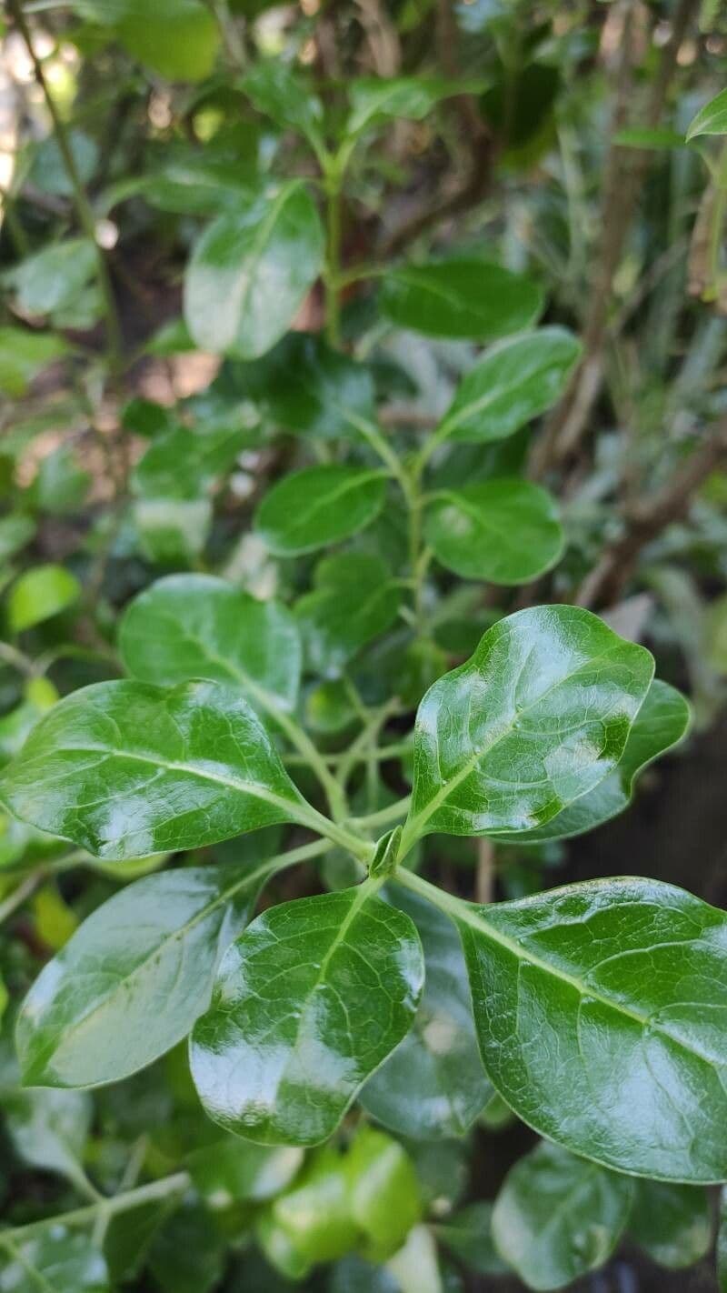 Coprosma 2