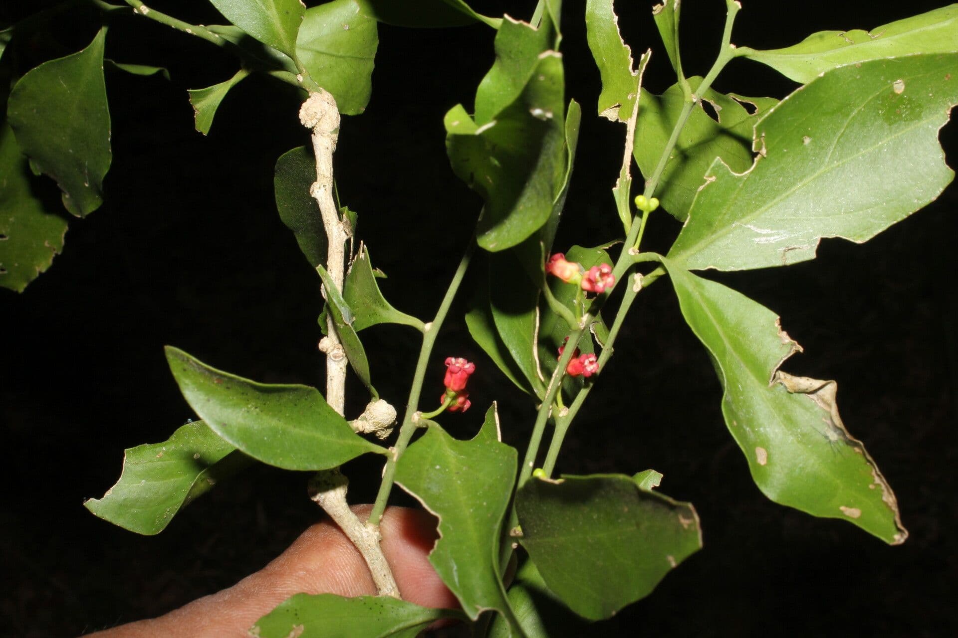 Schoepfia 3