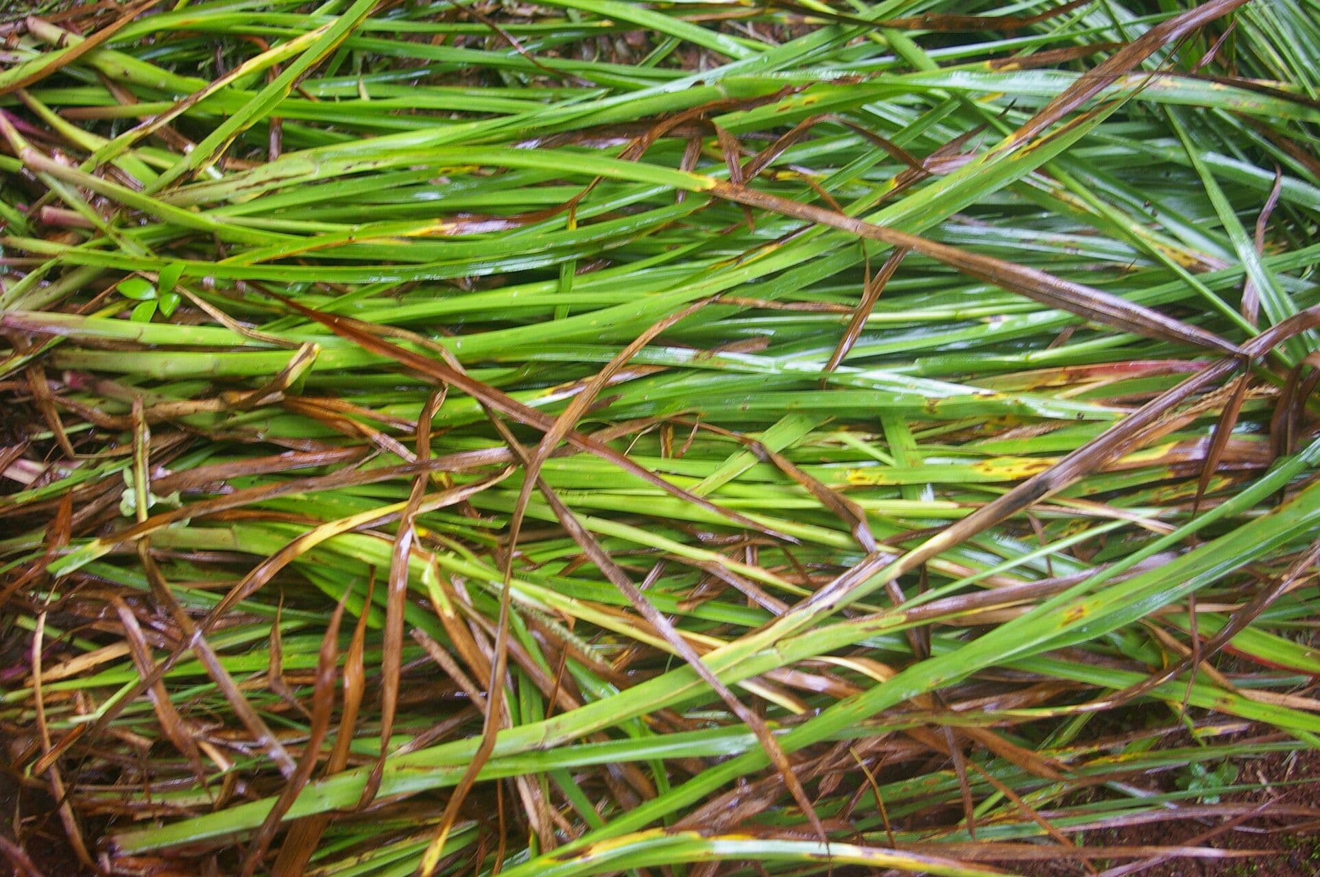 Paspalum plicatulum 13