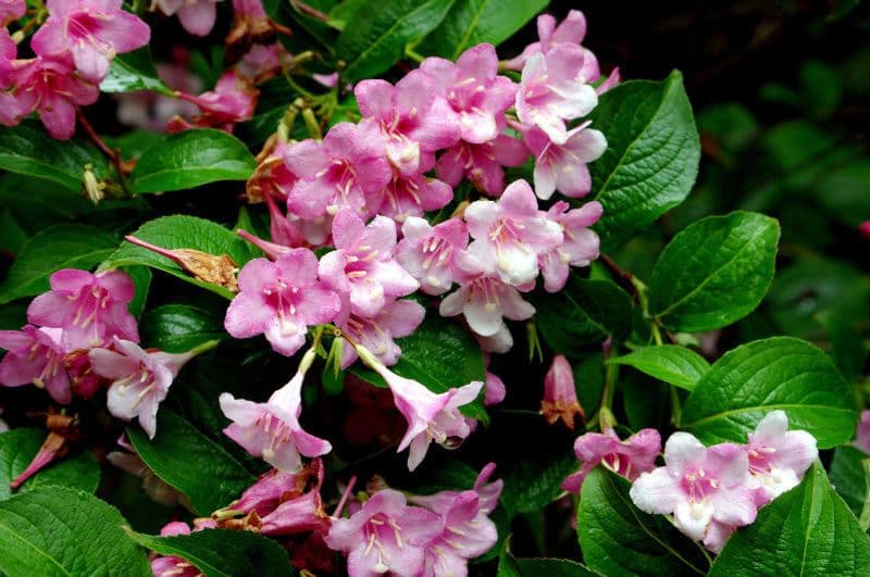 Weigelia florida 4