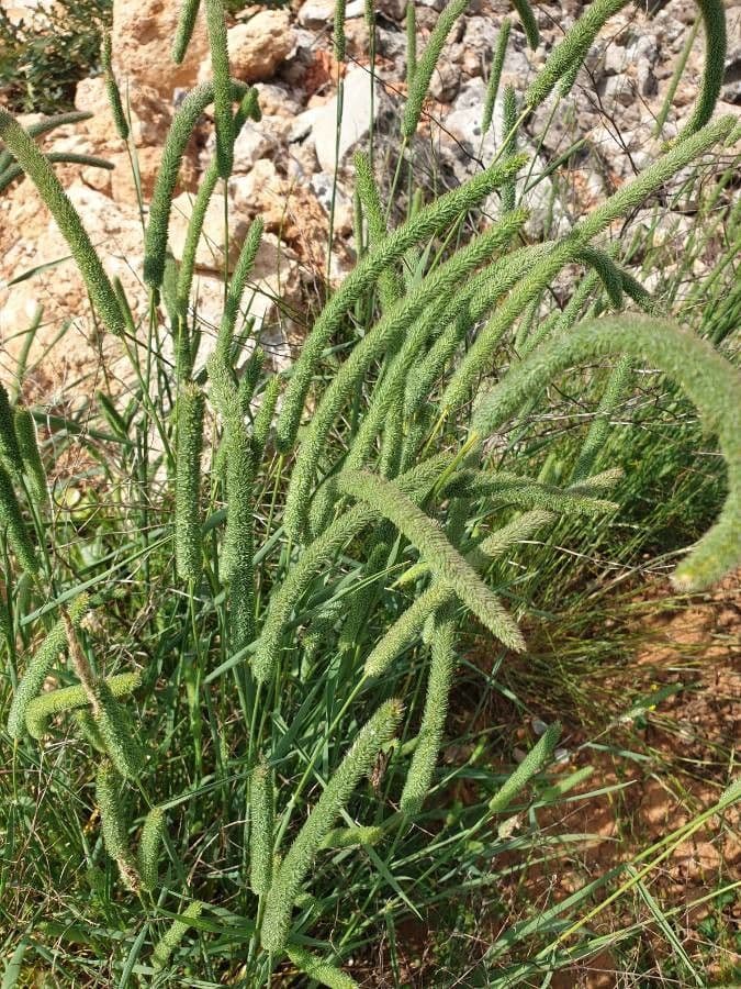 Codolina nuda 3
