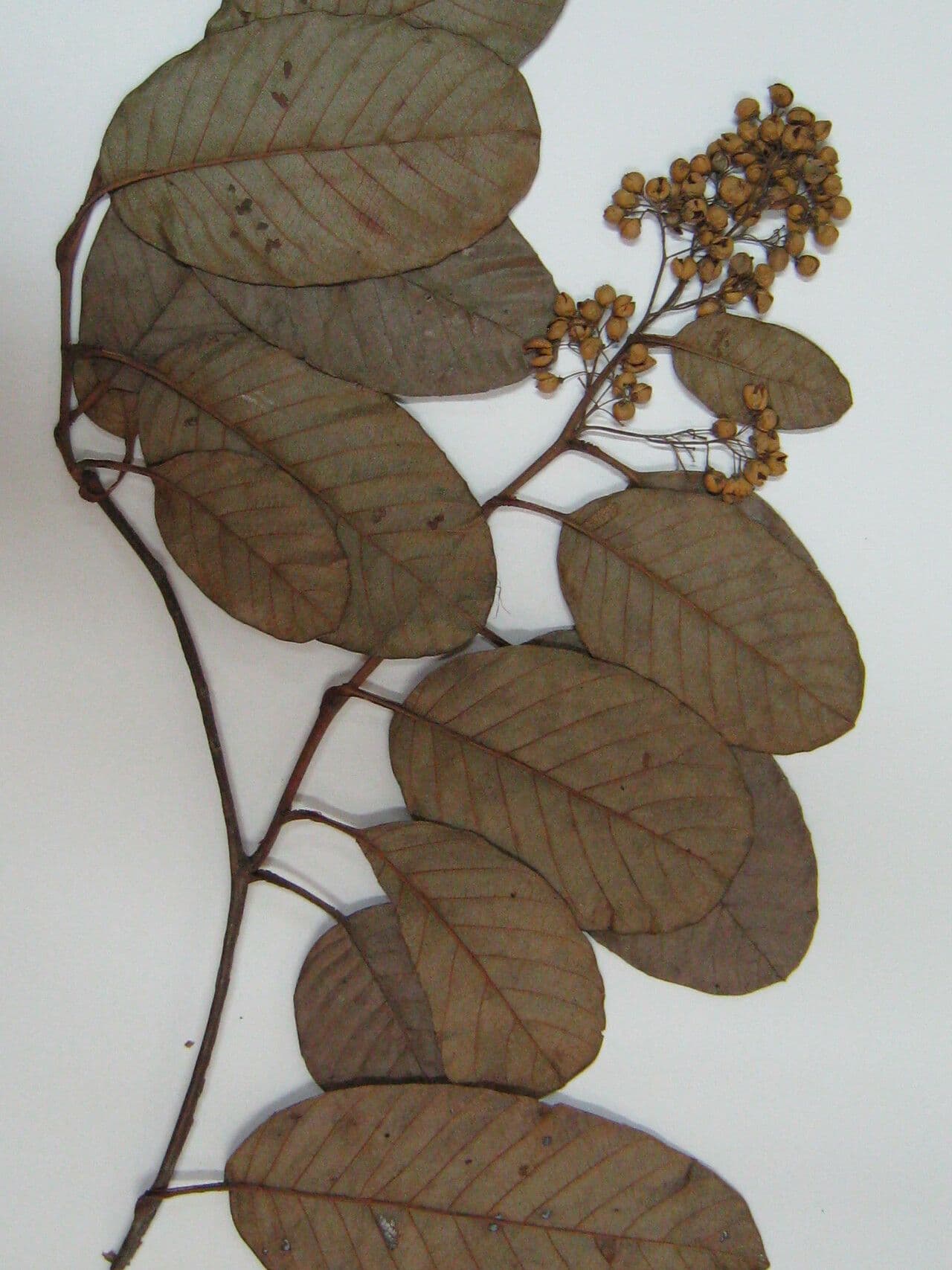 Davilla di Kunth 11