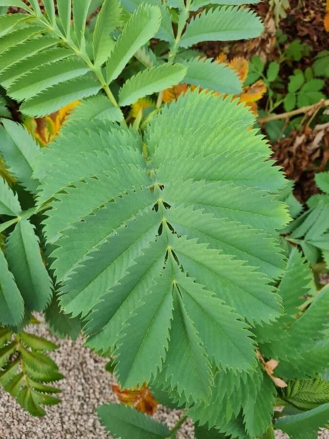 Melianthus maggiore 16