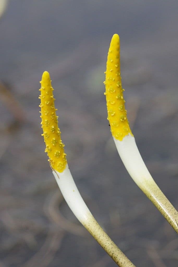 Orontium acquatico 5